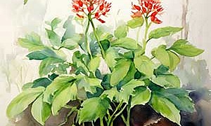 Женьшень - Пришвин