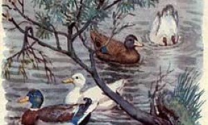 Уточки - Ушинский К.Д.