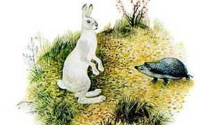 Заяц и еж - Ушинский К.Д.