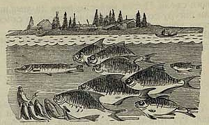 О щуке зубастой - Толстой А.Н., картинка