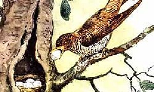 Кукушонок (Сказка Бианки В.В.), картинка