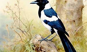 Сорока - Чарушин