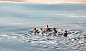 Курица и утята Курица и утята - Ушинский К.Д.