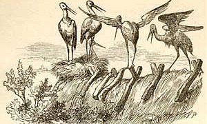 Аисты (Сказка Андерсена), картинка