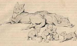 Братья Маугли - Сказка Киплинга, картинка