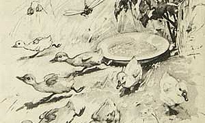 Храбрый утенок - Житков, картинка