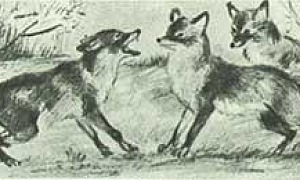 Лисица (Сказка Толстого Л.Н.), рисунок