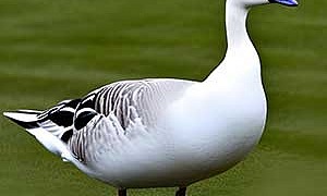 Гусь - Аксаков С.Т.