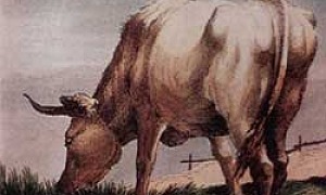 Лягушка и Вол иллюстрация