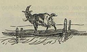 Коза - дереза - Толстой А.Н., картинка