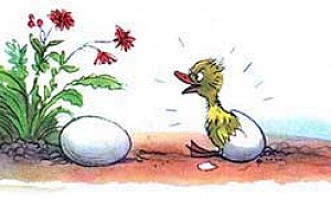 Цыплёнок и утёнок (Сказка Сутеева В.Г.), картинка