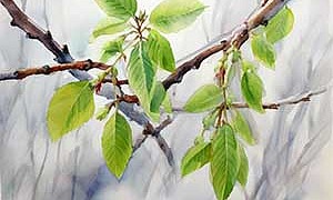 Ореховые дымки - Пришвин