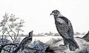 Кукушка и Орёл - Басня Крылова