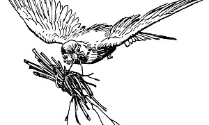 О мышке, птичке и колбаске - Гримм, картинка