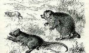 Храбрый Братец Опоссум, картинка