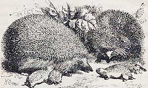 Ёж и заяц - басня Льва Толстого