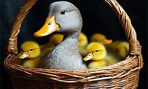 Изобретатель Изобретатель - Пришвин