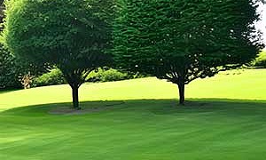 Два дерева - Рассказ Одоевского В.Ф.