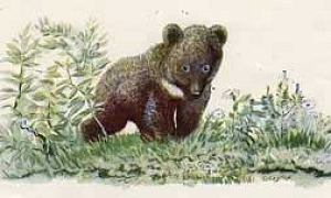 Мишка башка (Сказка Бианки В.В.), картинка