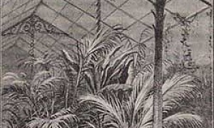 Attalea princeps - Гаршин