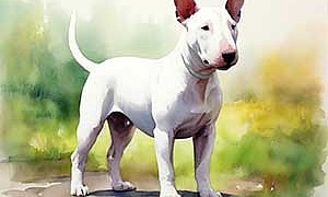 Снап Снап - Сетон-Томпсон