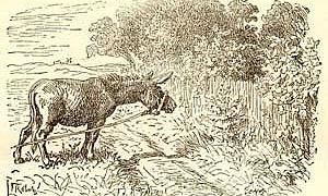 Доля репейника (Сказка Андерсена), картинка