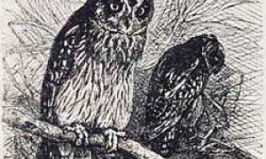 Сова и заяц - басня Льва Толстого