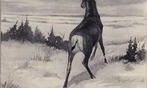 По следам оленя - Сетон-Томпсон