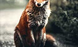 Лиса и гуси - Ушинский К.Д.