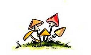 Грибы (Рассказ Катаева В.П.), картинка