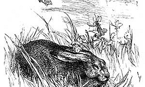 Черепаха и заяц - Басня Крылова