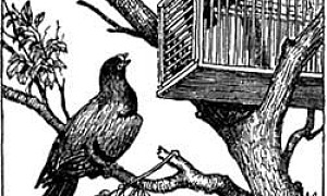 Чиж и Голубь - Басня Крылова