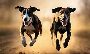 Норка и Жулька - Пришвин