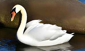 Лебедь - Аксаков