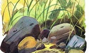 Подкидыш (Сказка Бианки В.В.), картинка