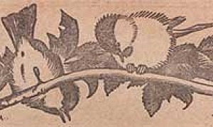 Гаечки - Пришвин, картинка