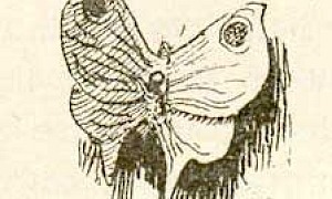 Мотылёк (Сказка Андерсена), картинка