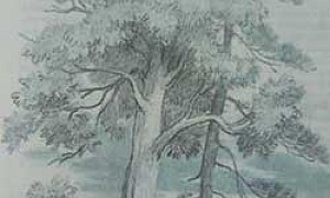 Спор деревьев - Ушинский К.Д.