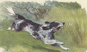 Охота за бабочкой - Пришвин