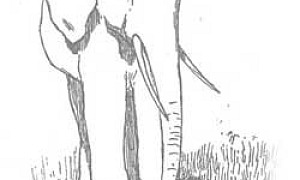 Слон в случае - Басня Крылова