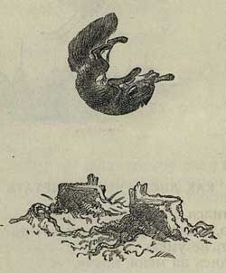Как лиса училась летать - Толстой А.Н., рис.2