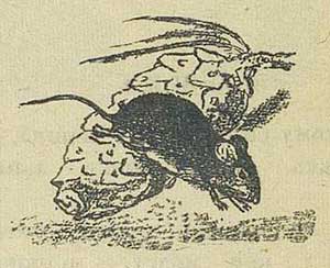 Мышка - Толстой А.Н., рис.2