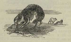 Овца, лиса и волк - Толстой А.Н., рис.2