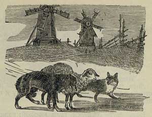 Овца, лиса и волк - Толстой А.Н., картинка