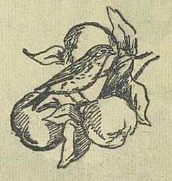 Жар-птица - Толстой А.Н., рис.3