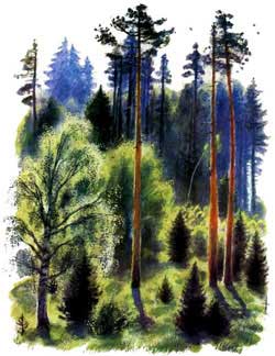 В лесу летом (Сказка Ушинского К.Д.), картинка