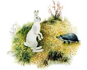 Заяц и еж (Сказка Ушинского К.Д.), картинка