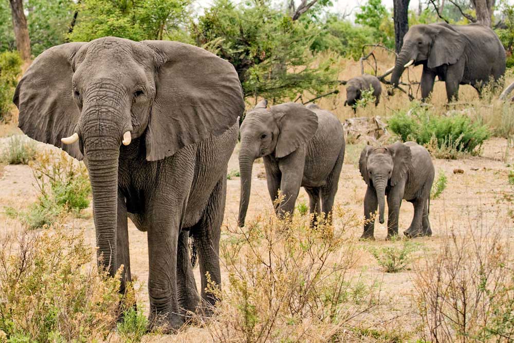 Сколько диких слонов. Африканские животные. Слон. Слон в Африке. Слон фото.